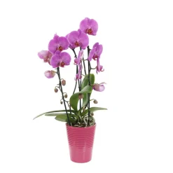 NA Orchidées | Orchidée Phalaenopsis rose en cascade 2 tiges - pot D.13 cm