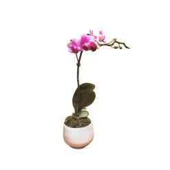 NA Orchidée Phalaenopsis rose : pot D.11cm