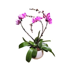 NA Orchidées | Orchidée Phalaenopsis rose, 3 tiges : pot D.27cm