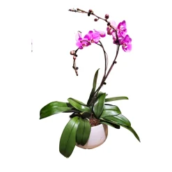 NA Orchidées | Orchidée Phalaenopsis rose 2 tiges : pot D.24cm