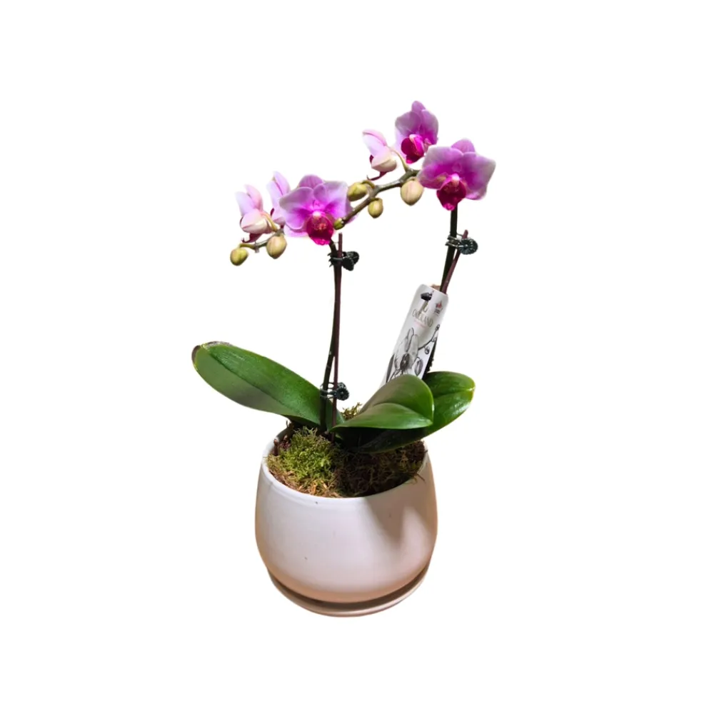 NA Orchidées | Orchidée Phalaenopsis rose 2/3 tiges : pot D.13cm