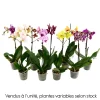 NA Orchidées | Orchidée Phalaenopsis 1 tige - pot D.12 cm