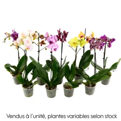 NA Orchidées | Orchidée Phalaenopsis 1 tige - pot D.12 cm