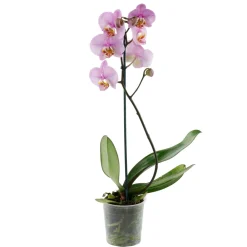 NA Orchidées | Orchidée Phalaenopsis 1 tige - pot D.12 cm