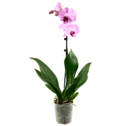 NA Orchidées | Orchidée Phalaenopsis 1 tige - pot D.12 cm