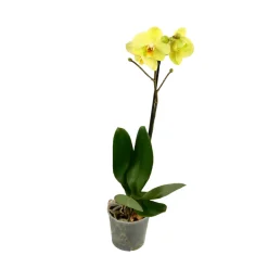 NA Orchidées | Orchidée Phalaenopsis 1 tige - pot D.12 cm