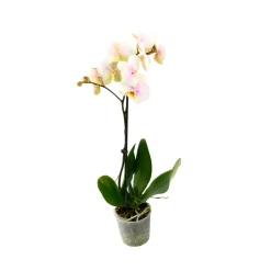 NA Orchidées | Orchidée Phalaenopsis 1 tige - pot D.12 cm