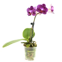NA Orchidée Phalaenopsis 1 tige - pot D.6 cm New