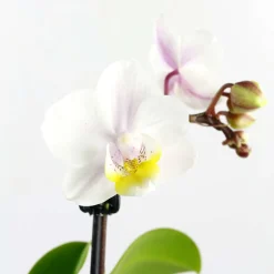 NA Orchidée Phalaenopsis 1 tige - pot D.6 cm New