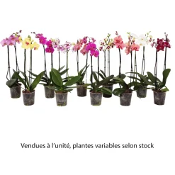 NA Orchidées | Orchidée Phalaenopsis 2 tiges, coloris variables - pot D.12 cm