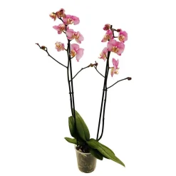 NA Orchidées | Orchidée Phalaenopsis 2 tiges, coloris variables - pot D.12 cm