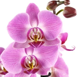 NA Orchidée Phalaenopsis 2 tiges - Pot Ø 12 cm Best