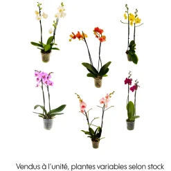 NA Orchidée Phalaenopsis 2 tiges - Pot Ø 12 cm Best