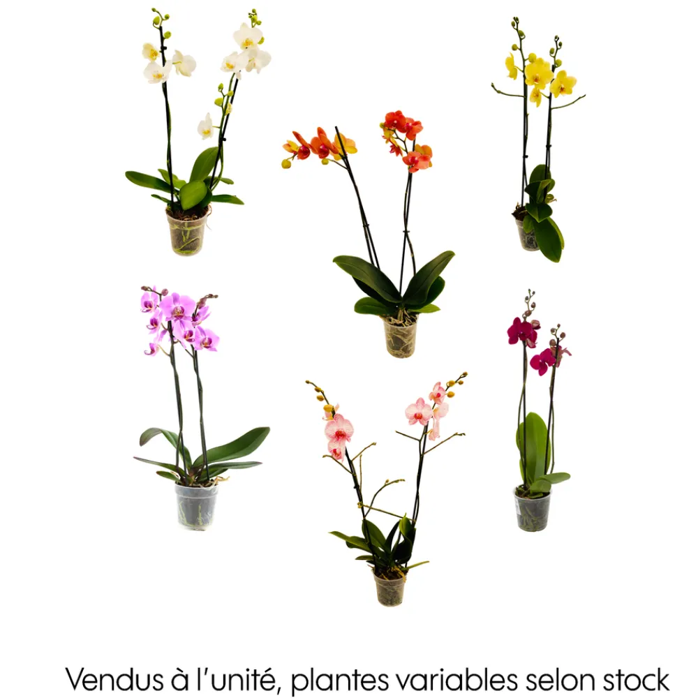 NA Orchidée Phalaenopsis 2 tiges - Pot Ø 12 cm Best