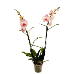 NA Orchidée Phalaenopsis 2 tiges - Pot Ø 12 cm Best