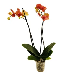 NA Orchidée Phalaenopsis 2 tiges - Pot Ø 12 cm Best
