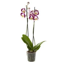 NA Orchidée Phalaenopsis 2 tiges - Pot Ø 12 cm Best