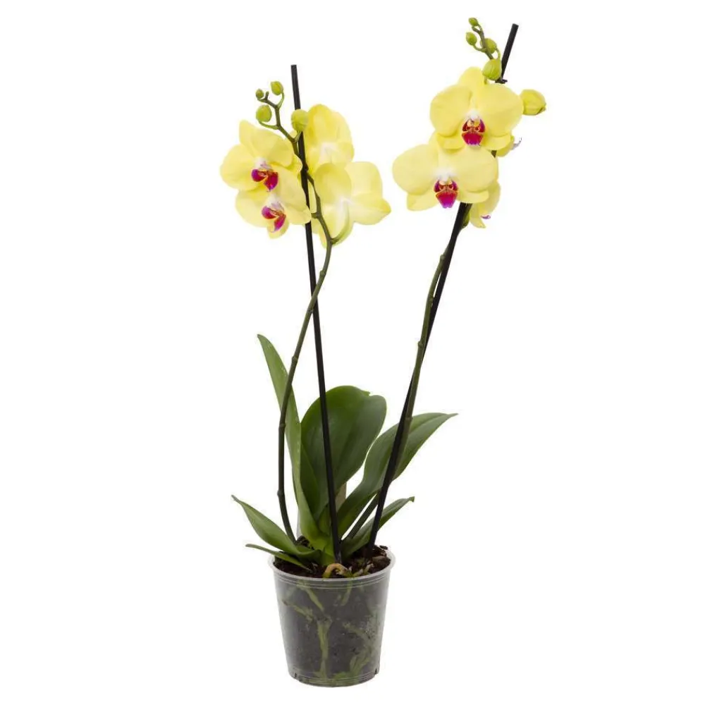 NA Orchidée Phalaenopsis 2 tiges - Pot Ø 12 cm Best