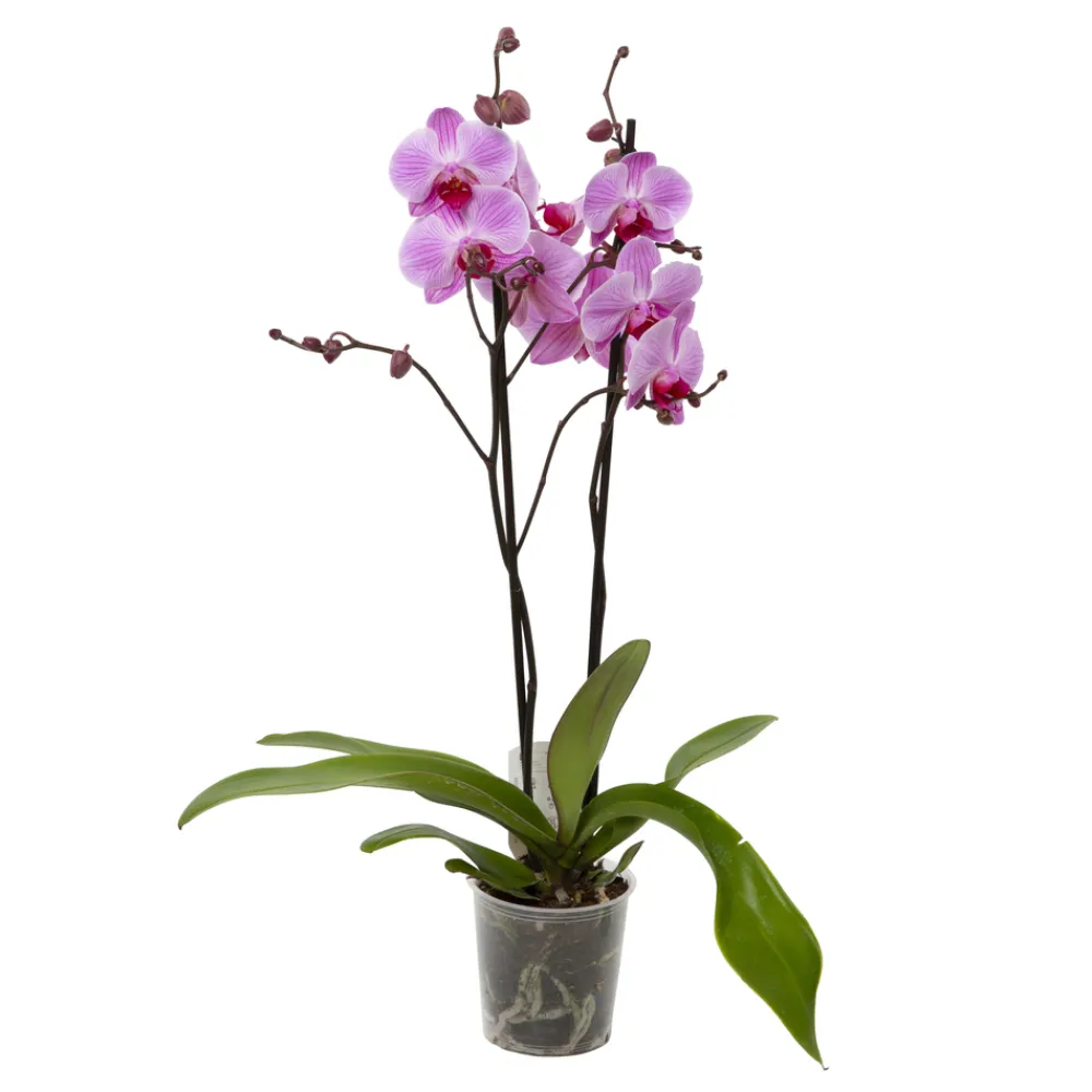 NA Orchidée Phalaenopsis 2 tiges - Pot Ø 12 cm Best