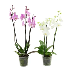 NA Orchidée Phalaenopsis 3 tiges - pot D.12 cm Online