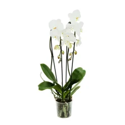NA Orchidées | Orchidée Phalaenopsis 'Tsarine' en cascade 2 tiges - pot D.15 cm