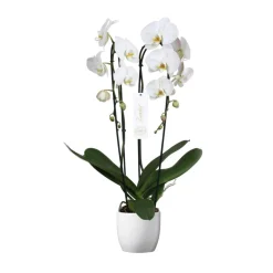 NA Orchidée Phalaenopsis 'Tsarine' 2 tiges : pot D.17cm-H.85cm Clearance