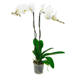NA Orchidée Phalaenopsis 'Tsarine' 2 tiges - pot D.15 cm New