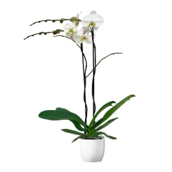NA Orchidées | Orchidée Phalaenopsis 'Tsarine' 2 tiges - pot D.17 cm