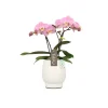 NA Orchidées | Orchidée, Phalaeonopsis 'Tablo' 2 tiges : pot blanc D.12cm