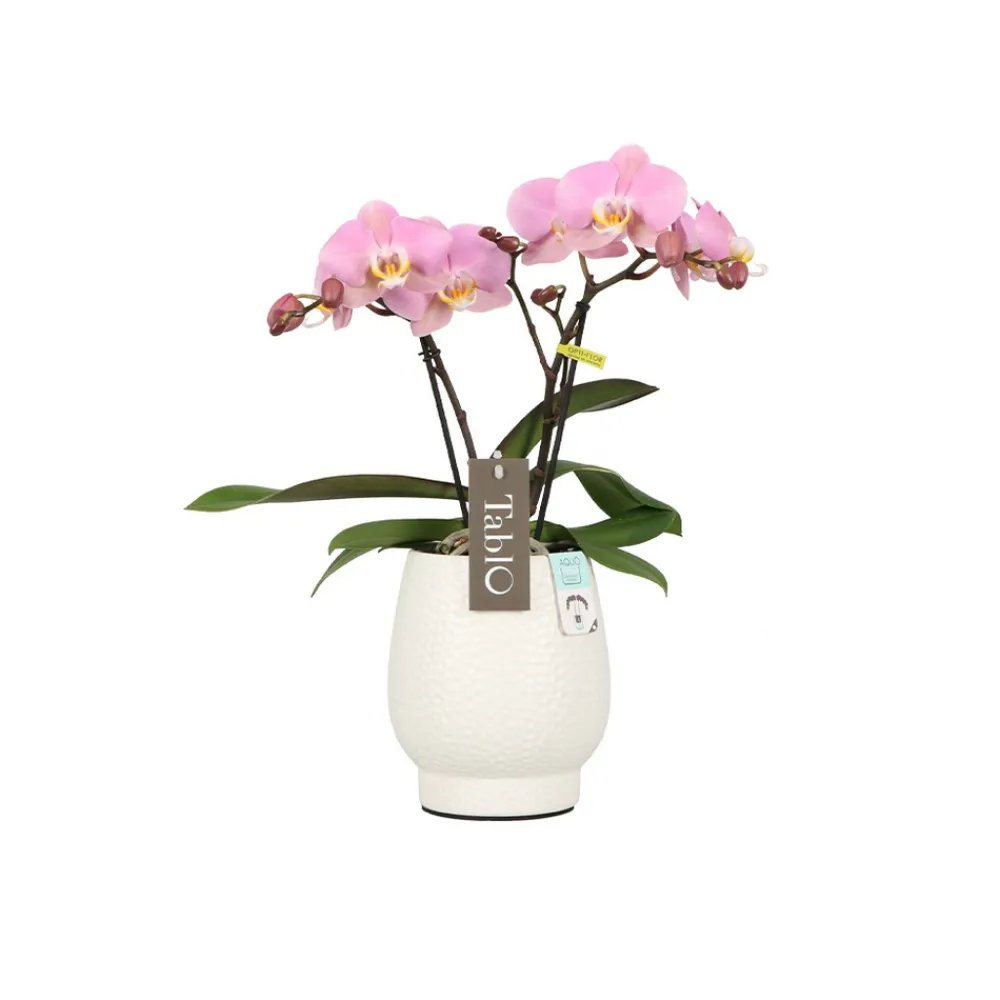 NA Orchidées | Orchidée, Phalaeonopsis 'Tablo' 2 tiges : pot blanc D.12cm