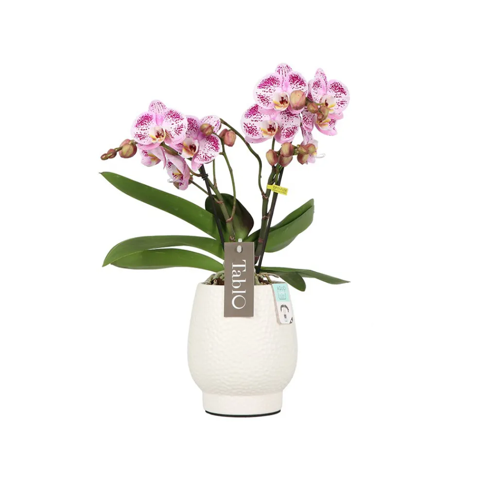 NA Orchidées | Orchidée, Phalaeonopsis 'Tablo' 2 tiges : pot blanc D.12cm