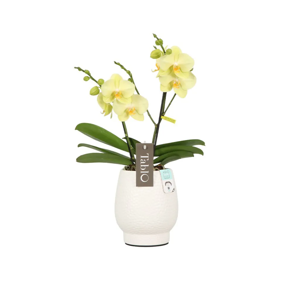 NA Orchidées | Orchidée, Phalaeonopsis 'Tablo' 2 tiges : pot blanc D.12cm