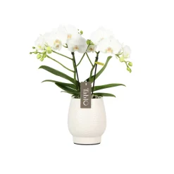 NA Orchidées | Orchidée, Phalaeonopsis 'Tablo' 2 tiges : pot blanc D.12cm