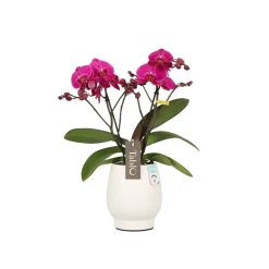 NA Orchidées | Orchidée, Phalaeonopsis 'Tablo' 2 tiges : pot blanc D.12cm