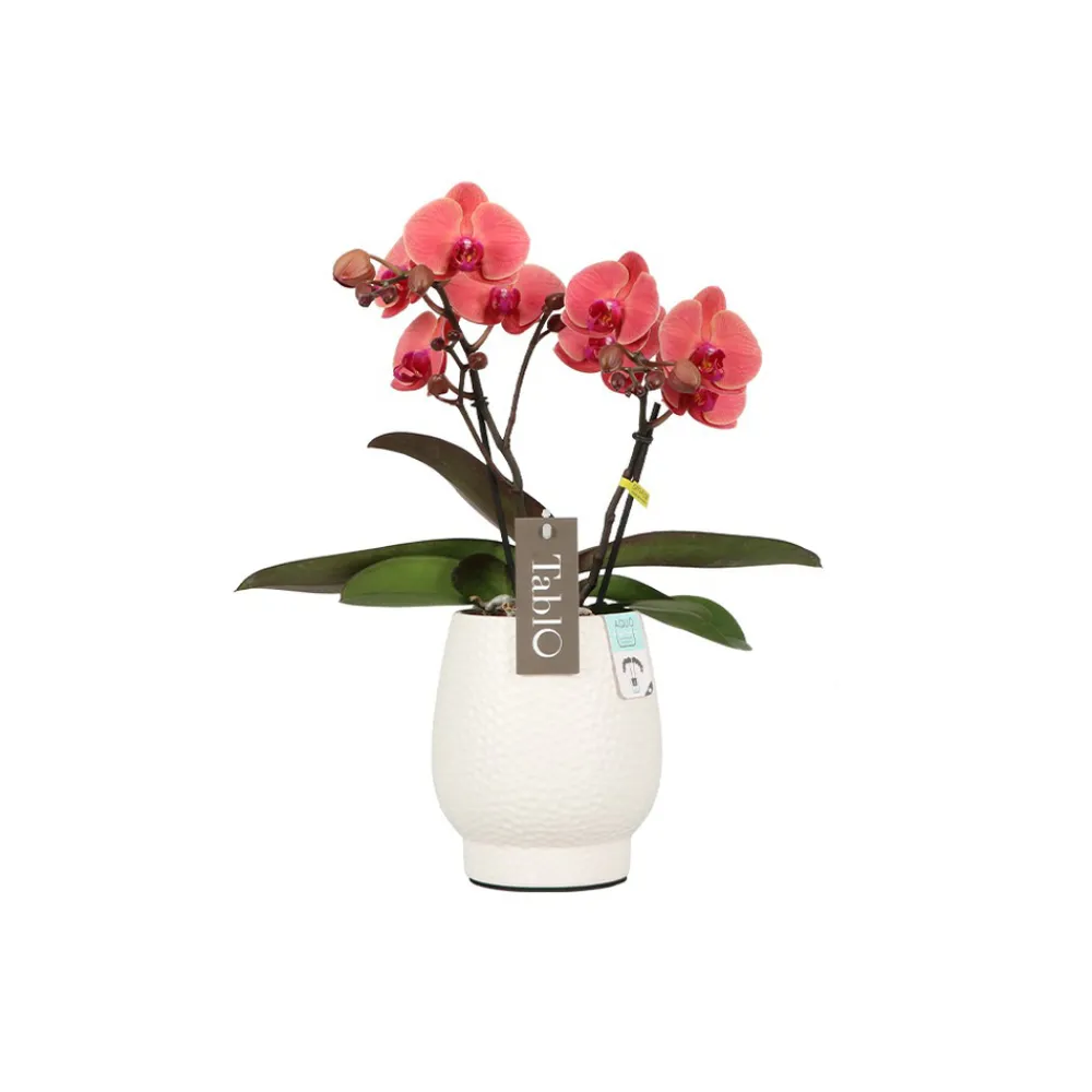 NA Orchidées | Orchidée, Phalaeonopsis 'Tablo' 2 tiges : pot blanc D.12cm