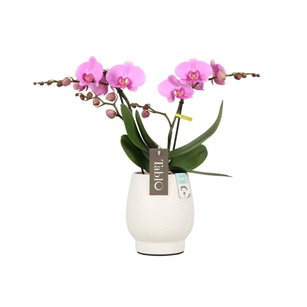 NA Orchidées | Orchidée, Phalaeonopsis 'Tablo' 2 tiges : pot blanc D.12cm