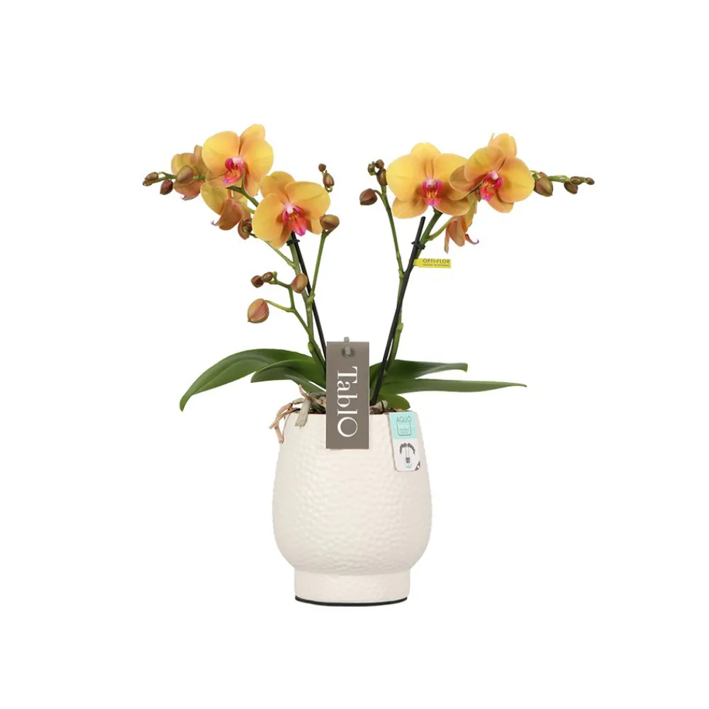 NA Orchidées | Orchidée, Phalaeonopsis 'Tablo' 2 tiges : pot blanc D.12cm