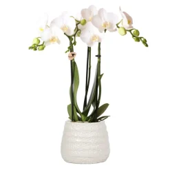NA Orchidées colibri | orchidée phalaenopsis blanche - amabilis + trophy pot décoratif blanc - taille du pot 9cm - 35cm de haut