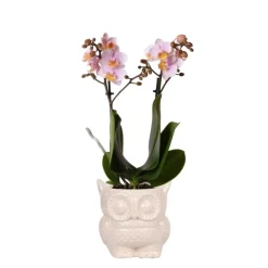 NA Plantes Fleuries | Orchidées colibri | orchidée phalaenopsis rose - andorre + hibou pot décoratif nu - taille du pot 9cm - 40cm de haut