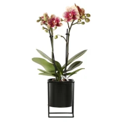 NA Plantes Fleuries | Orchidées colibri | orchidée phalaenopsis jaune/rouge - espagne + pot flottant noir - taille du pot 9cm - hauteur 45cm