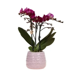 NA Orchidées colibri | orchidée phalaenopsis violette - pot décoratif morelia + dots rose - taille du pot 9cm - 45cm de haut