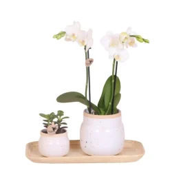 NA Orchidées Ensemble de plantes blanc vintage | plantes vertes avec orchidée phalaenopsis rose dans des pots vintage blancs décoratifs Outlet