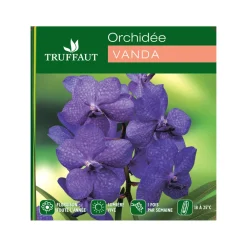 NA Orchidée Vanda 1 tige - vase D.14 cm Clearance
