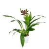 NA Orchidées | Orchidée Zygopetalum 1 tige - pot D.12 cm