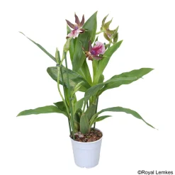 NA Orchidées | Orchidée Zygopetalum 1 tige - pot D.12 cm