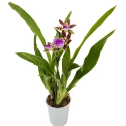 NA Orchidées | Orchidée Zygopetalum 1 tige - pot D.12 cm