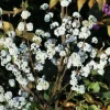 Orléans (45) Arbres Et Arbustes | ORLÉANS (45) - Callicarpa, arbuste aux bonbons magical® snowstar 'kolmsnostar'/[-]pot de 1,5l - 10/20 cm