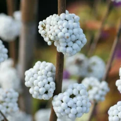 Orléans (45) Arbres Et Arbustes | ORLÉANS (45) - Callicarpa, arbuste aux bonbons magical® snowstar 'kolmsnostar'/[-]pot de 1,5l - 10/20 cm