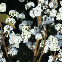 Orléans (45) Arbres Et Arbustes | ORLÉANS (45) - Callicarpa, arbuste aux bonbons magical® snowstar 'kolmsnostar'/[-]pot de 1,5l - 10/20 cm