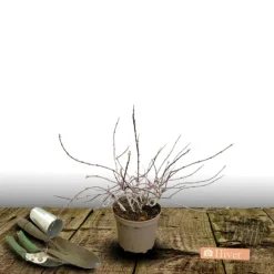Orléans (45) Arbres Et Arbustes | ORLÉANS (45) - Deutzie nikko/[-]pot de 1,5l - 10/20 cm